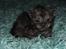 Selkirk Rex  Tzari Lay Down the Law - 3 uger