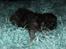 Selkirk Rex  Tzari Lay Down the Law - 2 uger