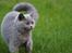 British Shorthair Guddi(Petrines Gurli)