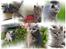 British Shorthair Guddi(Petrines Gurli)