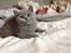 British Shorthair Guddi(Petrines Gurli) - Guddi som baby