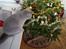 British Shorthair Guddi(Petrines Gurli) - Guddis første jul 2015
