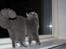 British Shorthair Guddi(Petrines Gurli) - model mis