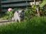 British Shorthair Guddi(Petrines Gurli) - Guddi 14 uger gammel