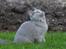 British Shorthair Guddi(Petrines Gurli)