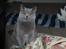 British Shorthair Guddi(Petrines Gurli)