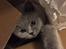 British Shorthair Guddi(Petrines Gurli) - Hulemis