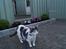 Huskat Musse