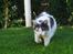 Huskat Musse