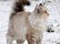 Ragdoll Shady Acres Sweet Dakota