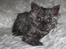 Selkirk Rex  Tzari Lay Down the Law - 7 uger