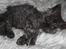 Selkirk Rex  Tzari Lay Down the Law - 7 uger