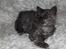 Selkirk Rex  Tzari Lay Down the Law - 7 uger