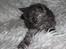 Selkirk Rex  Tzari Lay Down the Law - 7 uger