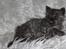 Selkirk Rex  Tzari Lay Down the Law - 7 uger