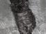 Selkirk Rex  Tzari Lay Down the Law - 7 uger