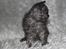 Selkirk Rex  Tzari Lay Down the Law - 7 uger