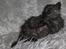 Selkirk Rex  Tzari Lay Down the Law - 7 uger