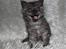 Selkirk Rex  Tzari Lay Down the Law - 7 uger