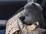 British Shorthair Guddi(Petrines Gurli) - Guddi i hendes kørertaske <3