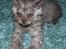 Selkirk Rex  Tzari Revolution (Lulu) - 8 uger