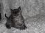 Selkirk Rex  Tzari Lay Down the Law - 9uger