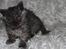 Selkirk Rex  Tzari Lay Down the Law - 9uger