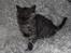 Selkirk Rex  Tzari Lay Down the Law - 9uger