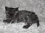 Selkirk Rex  Tzari Lay Down the Law - 9uger
