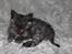 Selkirk Rex  Tzari Lay Down the Law - 9uger