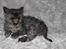 Selkirk Rex  Tzari Lay Down the Law - 9uger