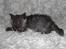 Selkirk Rex  Tzari Lay Down the Law - 9uger
