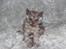 Selkirk Rex  Tzari Revolution (Lulu) - 9 uger