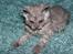 Selkirk Rex  Tzari Revolution (Lulu) - 9 uger