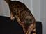 Bengal Bobbi