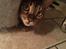 Bengal Bobbi