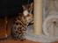 Bengal Bobbi