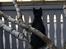 Huskat Bent Miau