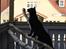 Huskat Bent Miau