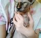 Sphynx Malou