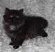 Selkirk Rex  Tzari Dark Dance