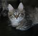 Maine Coon Sally 