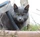 Russian Blue Vinterberg