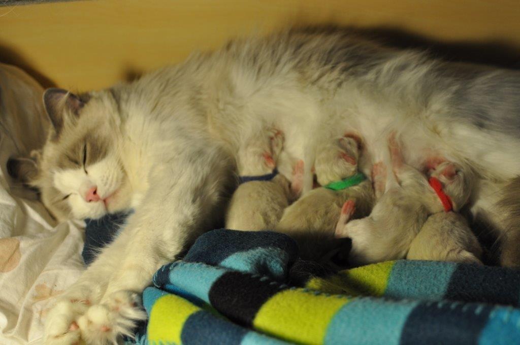 Ragdoll DK Fjordbækken's Santino billede 19