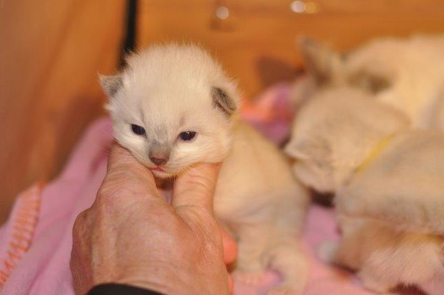 Ragdoll DK Fjordbækken's Santino billede 14