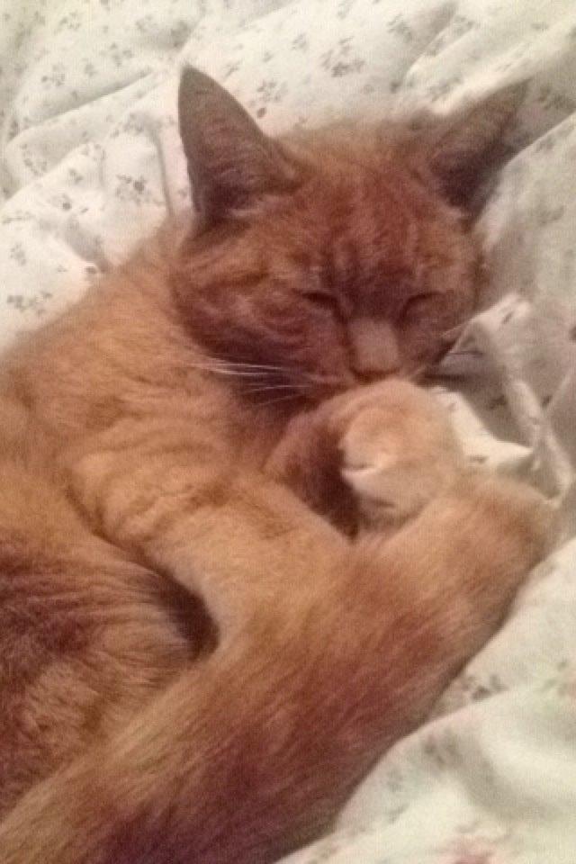 Huskat Pingo(Min bedsteven gennem 13 år) billede 3