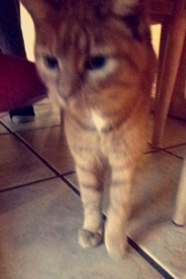 Huskat Pingo(Min bedsteven gennem 13 år) billede 4