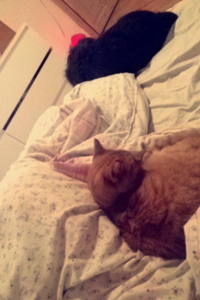 Huskat Pingo(Min bedsteven gennem 13 år) billede 5