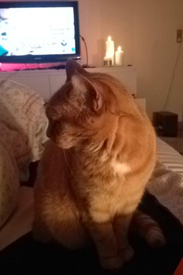 Huskat Pingo(Min bedsteven gennem 13 år) billede 6