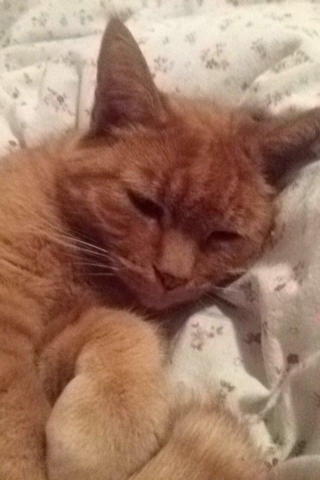 Huskat Pingo(Min bedsteven gennem 13 år) billede 7